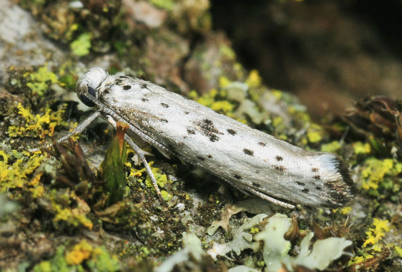 1 Yponomeutidae - Yponomeuta plumbella